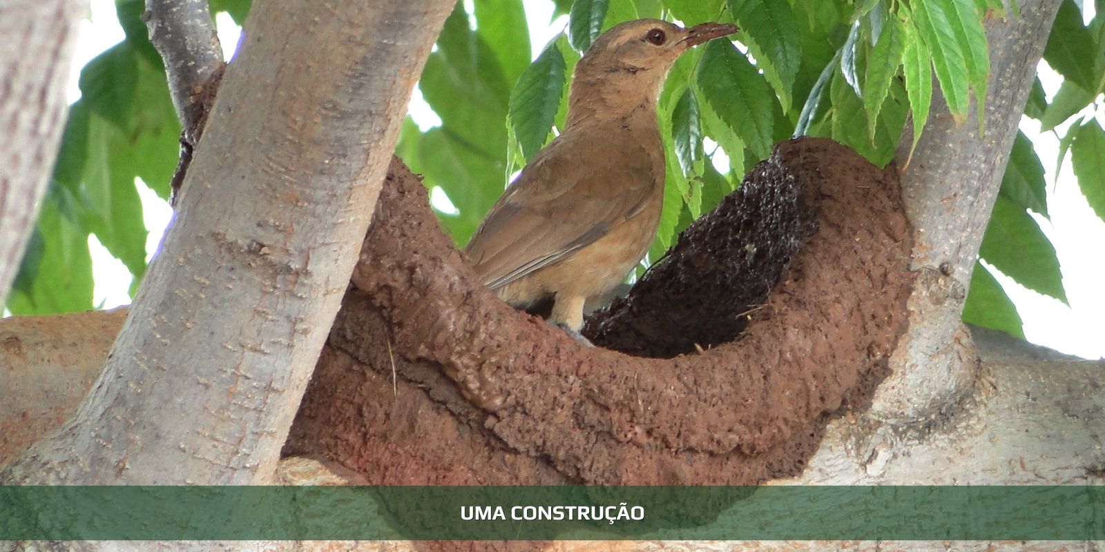 Figura 2 - DIFERENCIAIS COMPETITIVOS. O QUE TE TORNA MELHOR